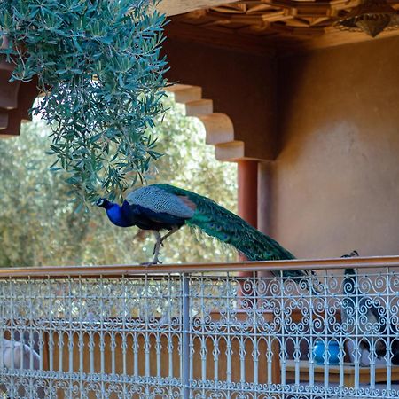Villa Ferme Sidi Safou Marrakesh Esterno foto