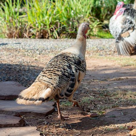 Villa Ferme Sidi Safou Marrakesh Esterno foto