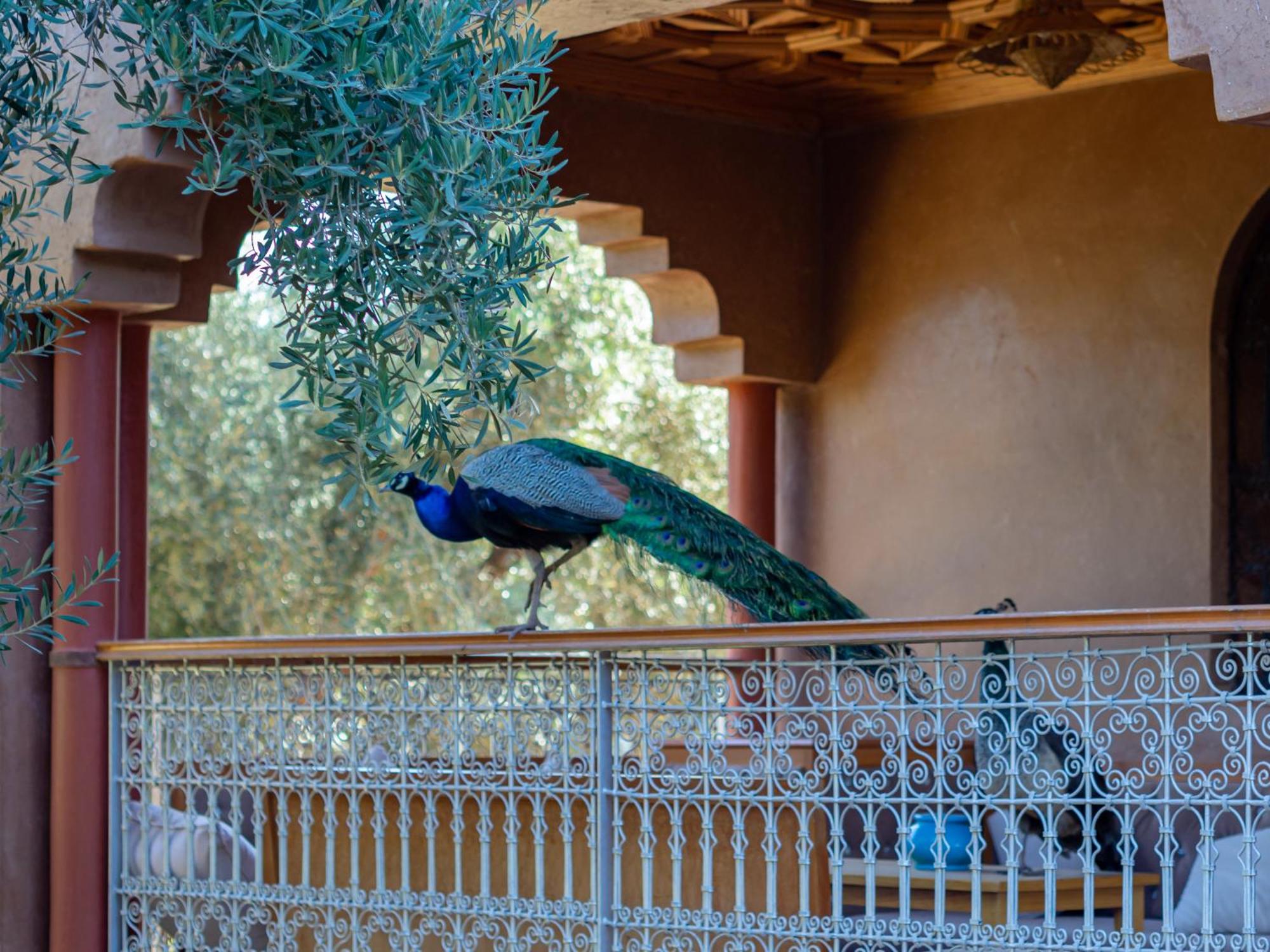 Villa Ferme Sidi Safou Marrakesh Esterno foto