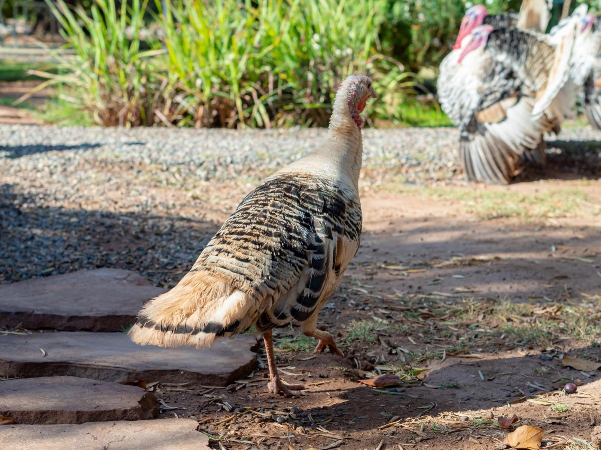 Villa Ferme Sidi Safou Marrakesh Esterno foto