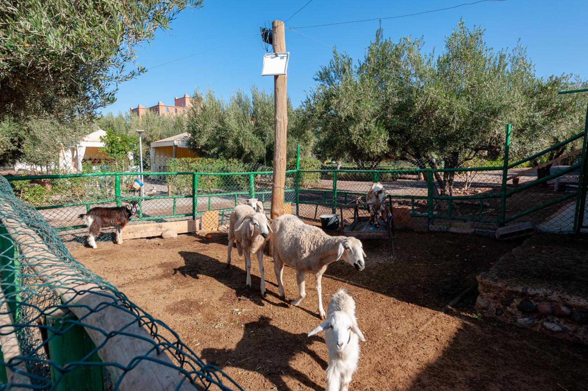 Villa Ferme Sidi Safou Marrakesh Esterno foto