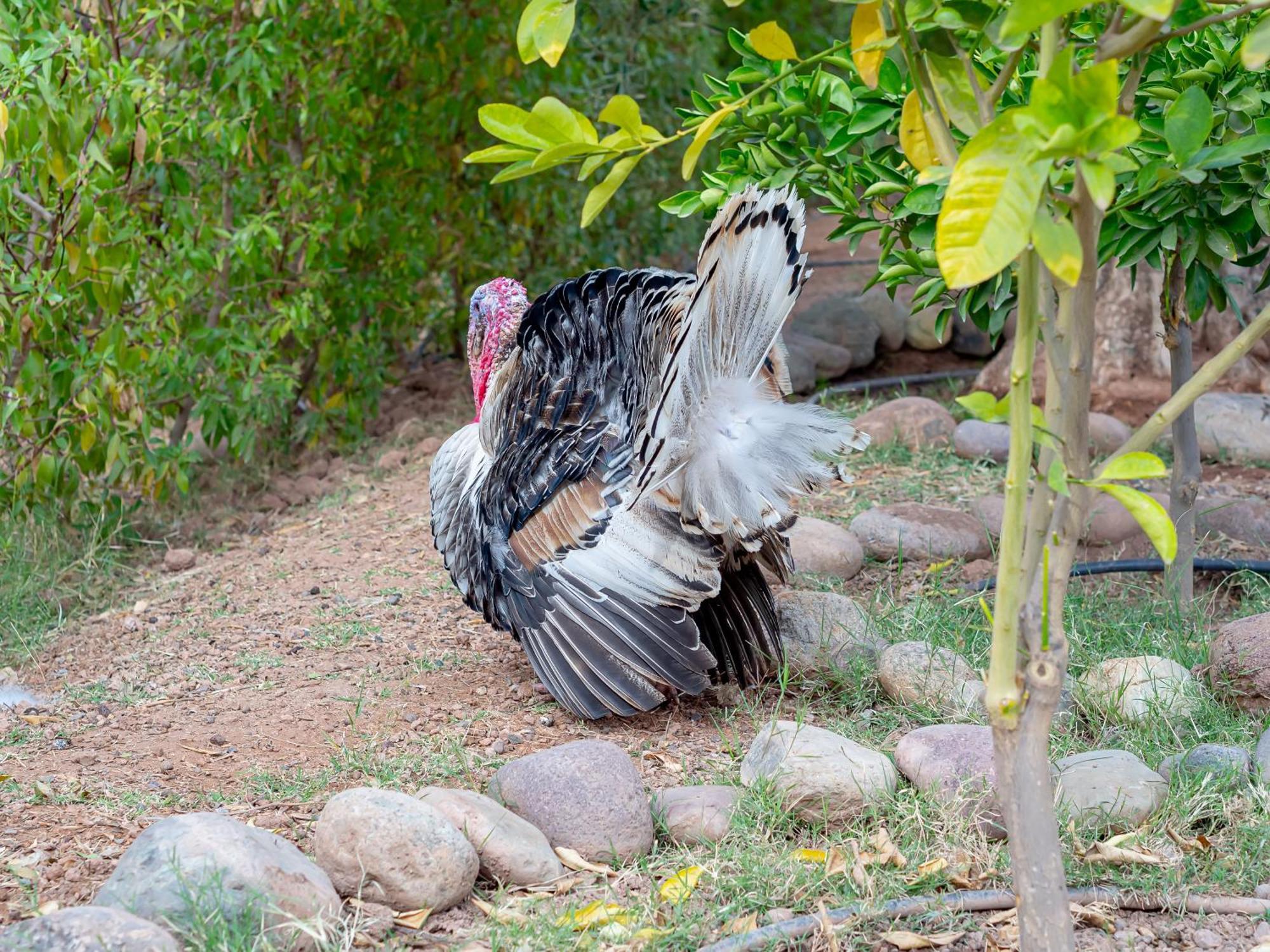 Villa Ferme Sidi Safou Marrakesh Esterno foto