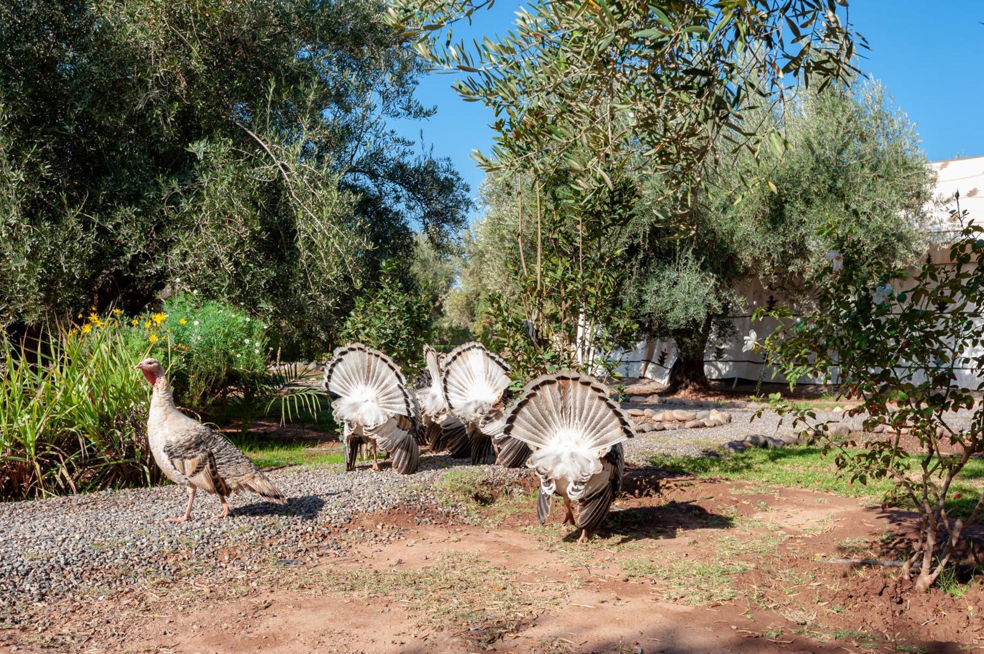 Villa Ferme Sidi Safou Marrakesh Esterno foto