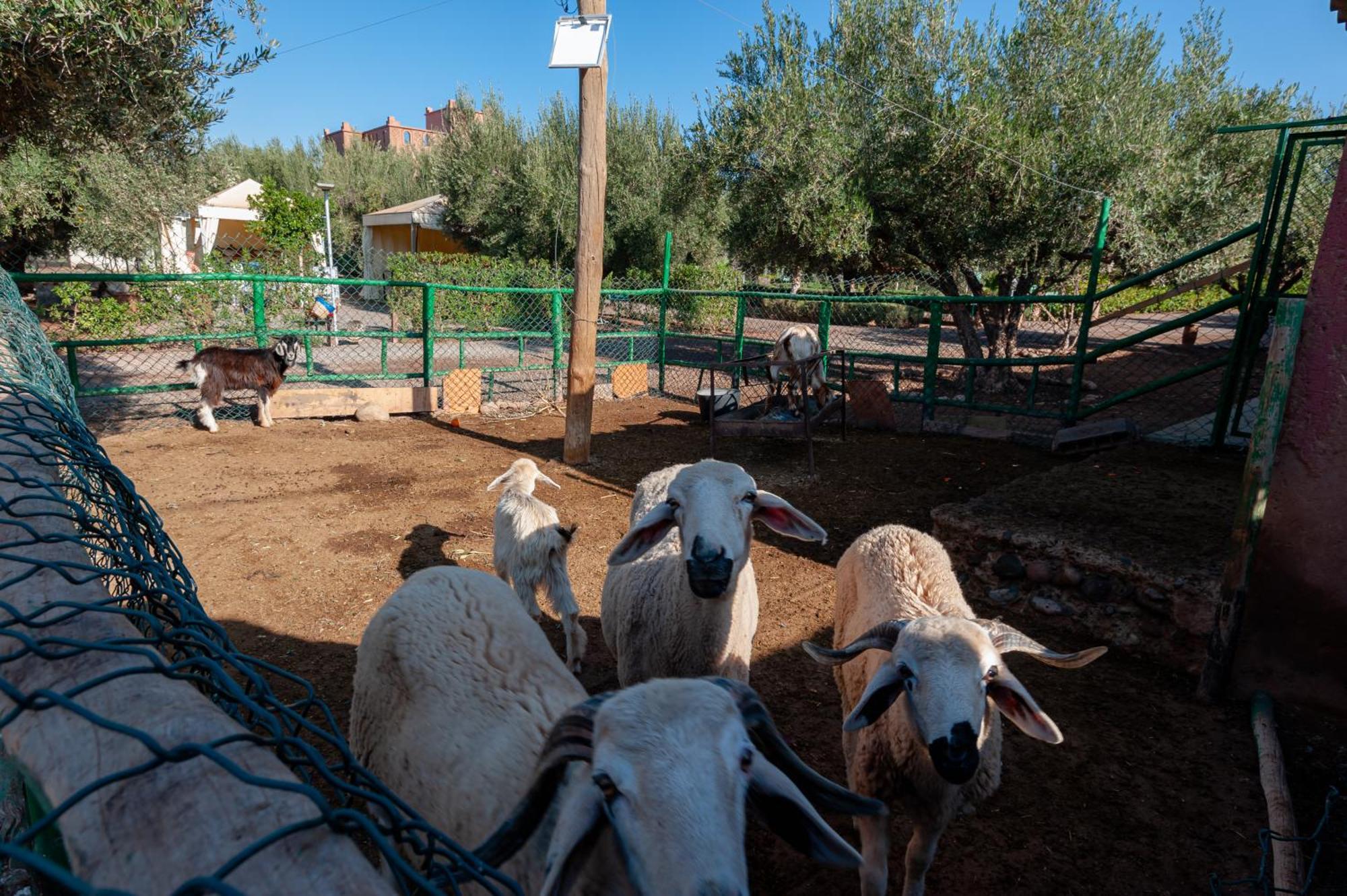 Villa Ferme Sidi Safou Marrakesh Esterno foto