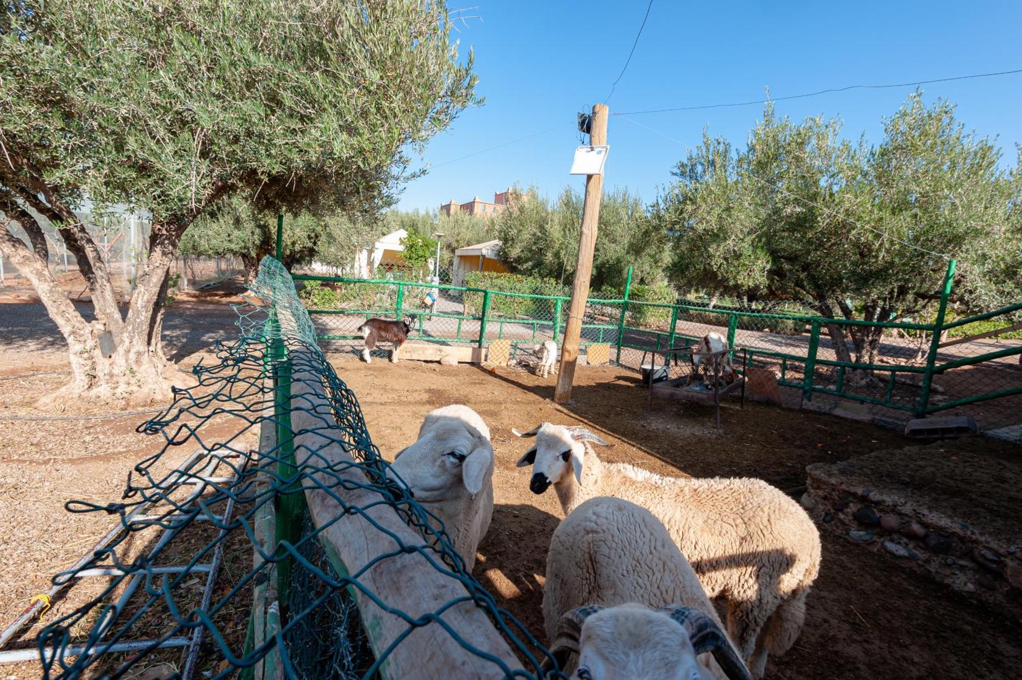 Villa Ferme Sidi Safou Marrakesh Esterno foto