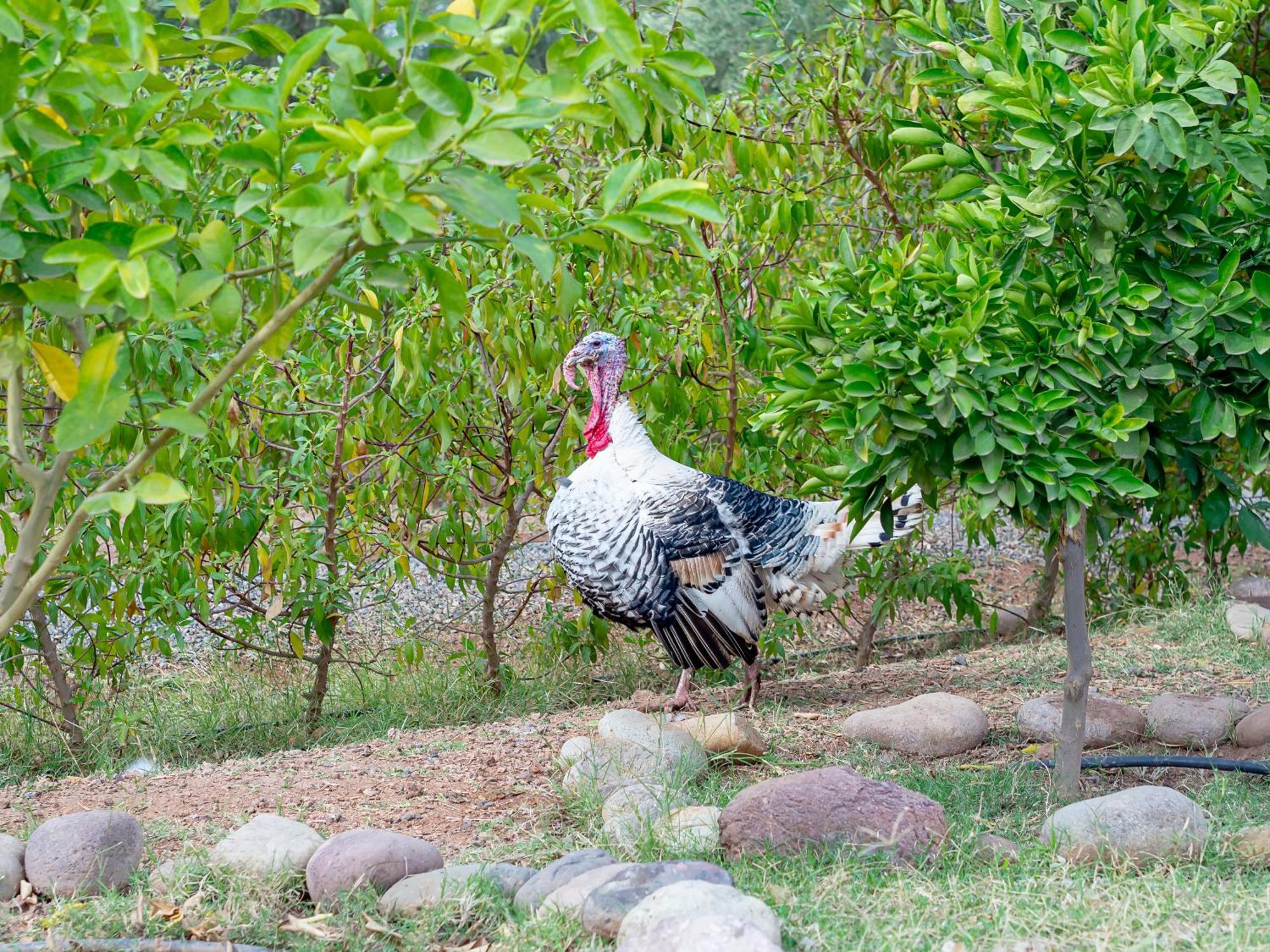 Villa Ferme Sidi Safou Marrakesh Esterno foto